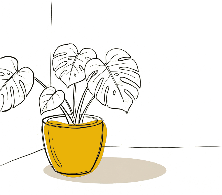 Office Monstera plant